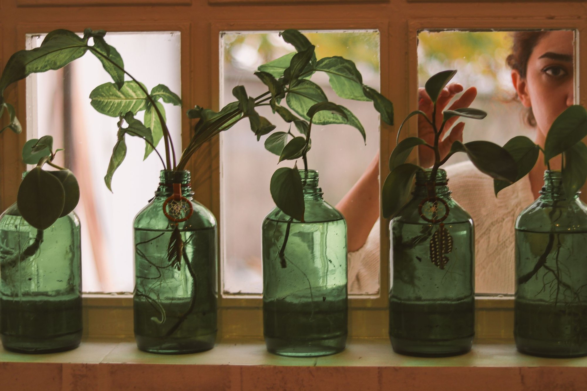 A row of green glass bottles on a sunlit windowsill, each rooting a plant cutting