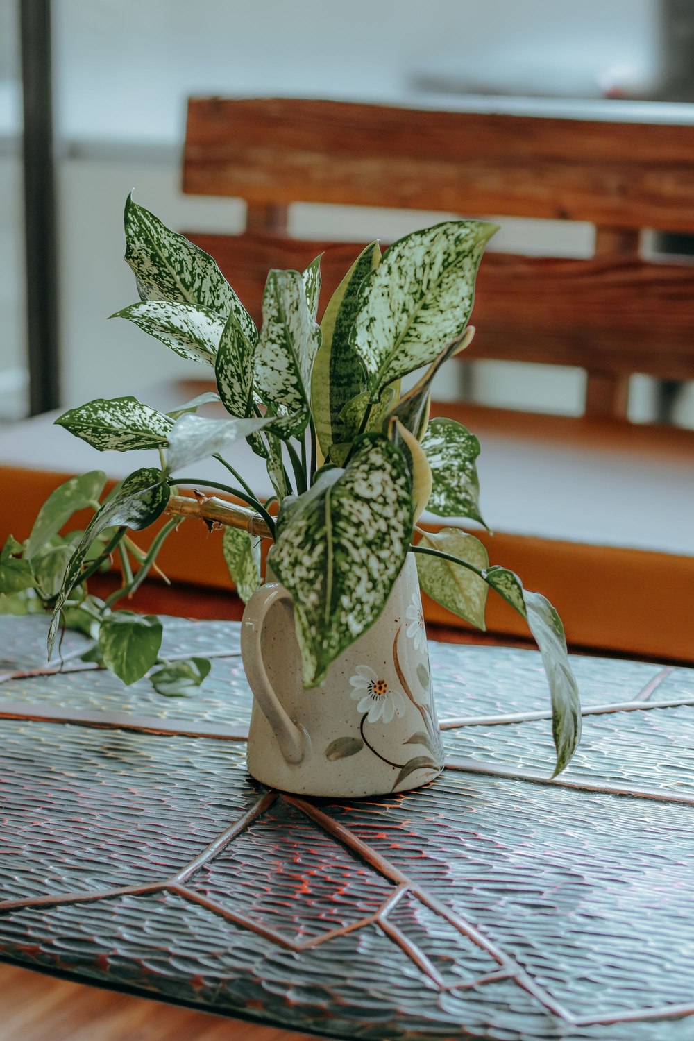 A variegated aglaonema growing in a floral china pitcher