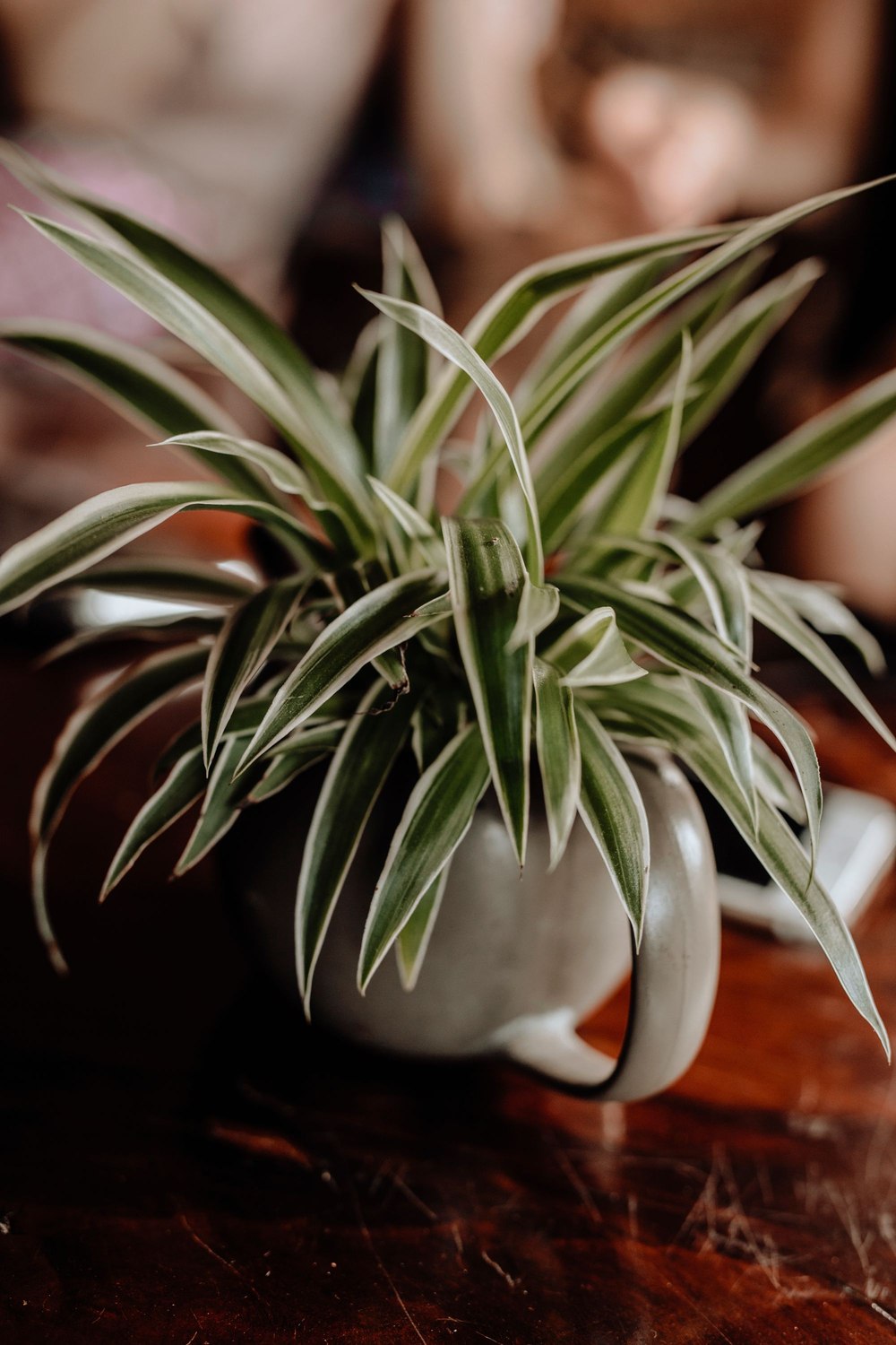 A spider plant spilling out of a white ceramic vessel