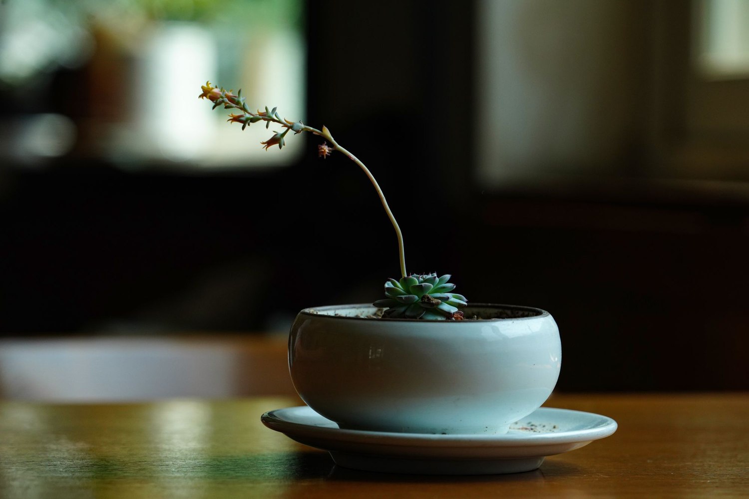 A small succulent potted in a pale blue teacup and saucer