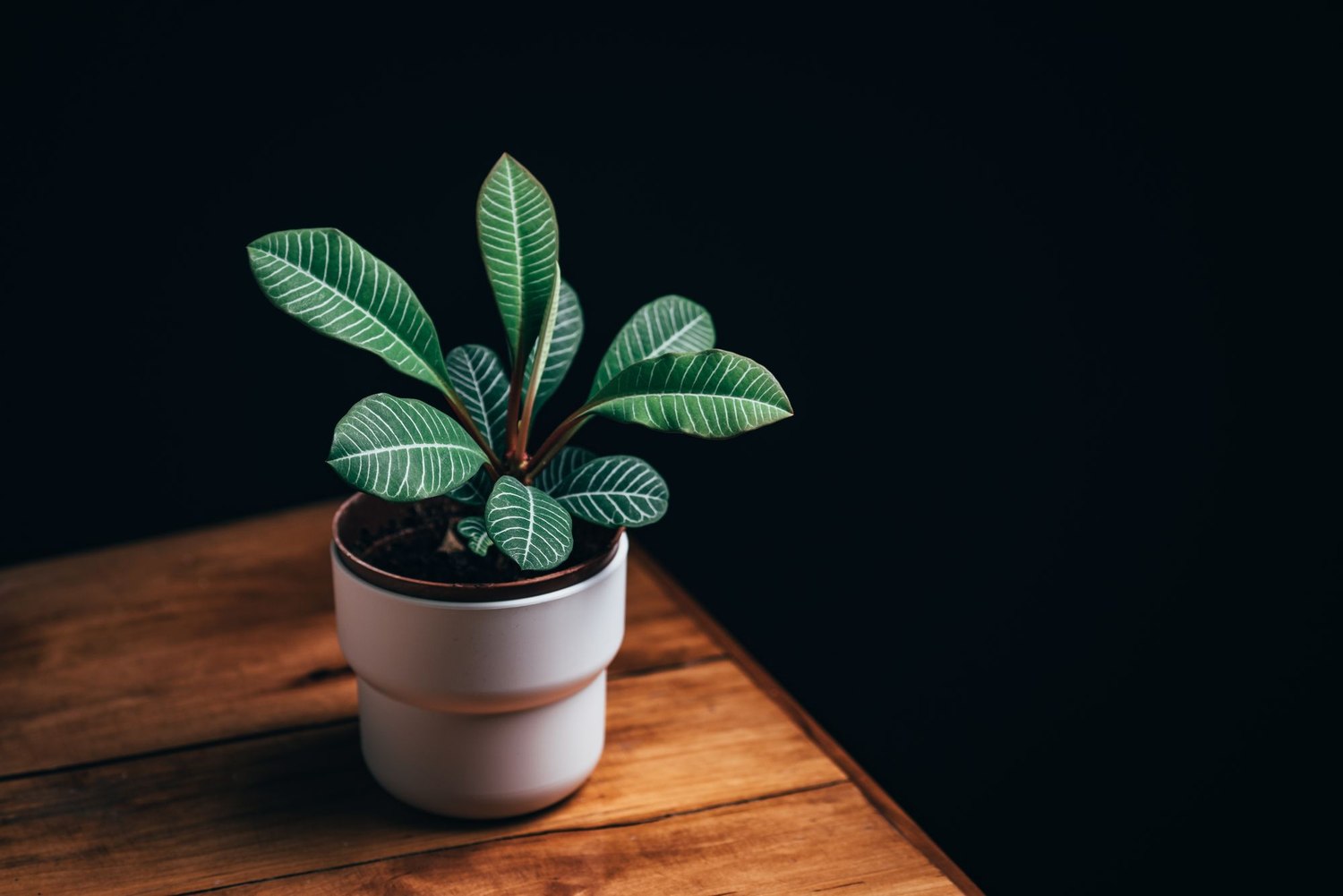A zebra plant in a cream and terracotta pot